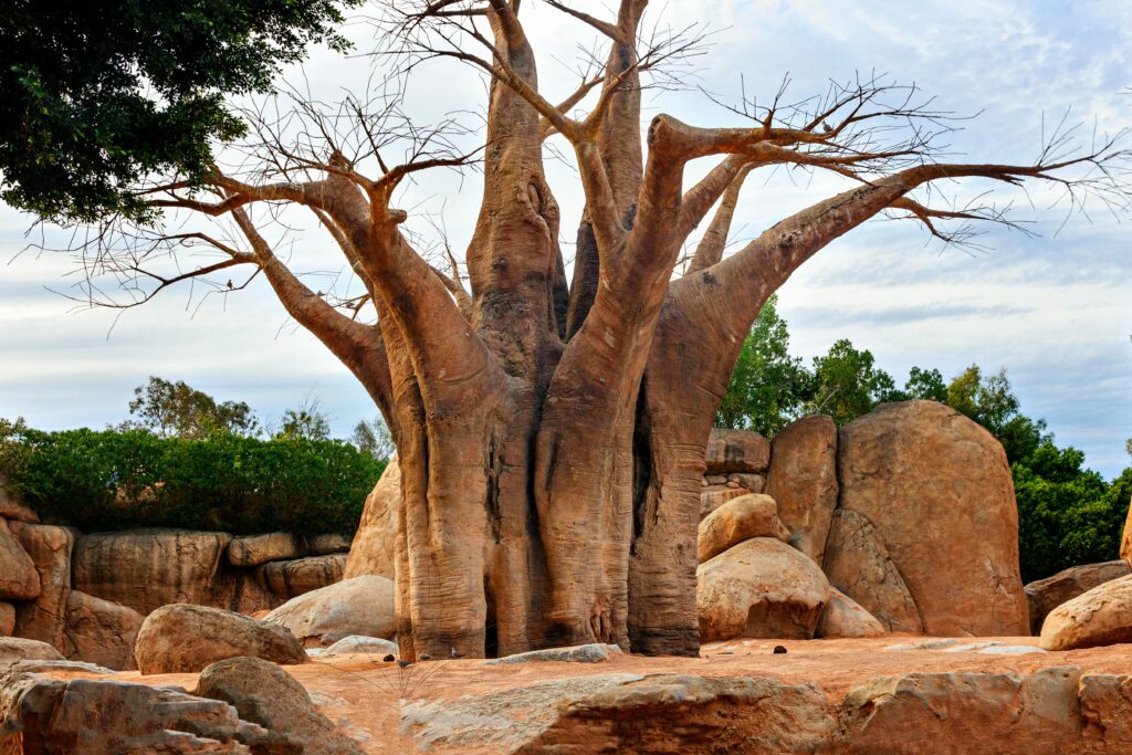 Le Baobab l'emblème de Madagascar